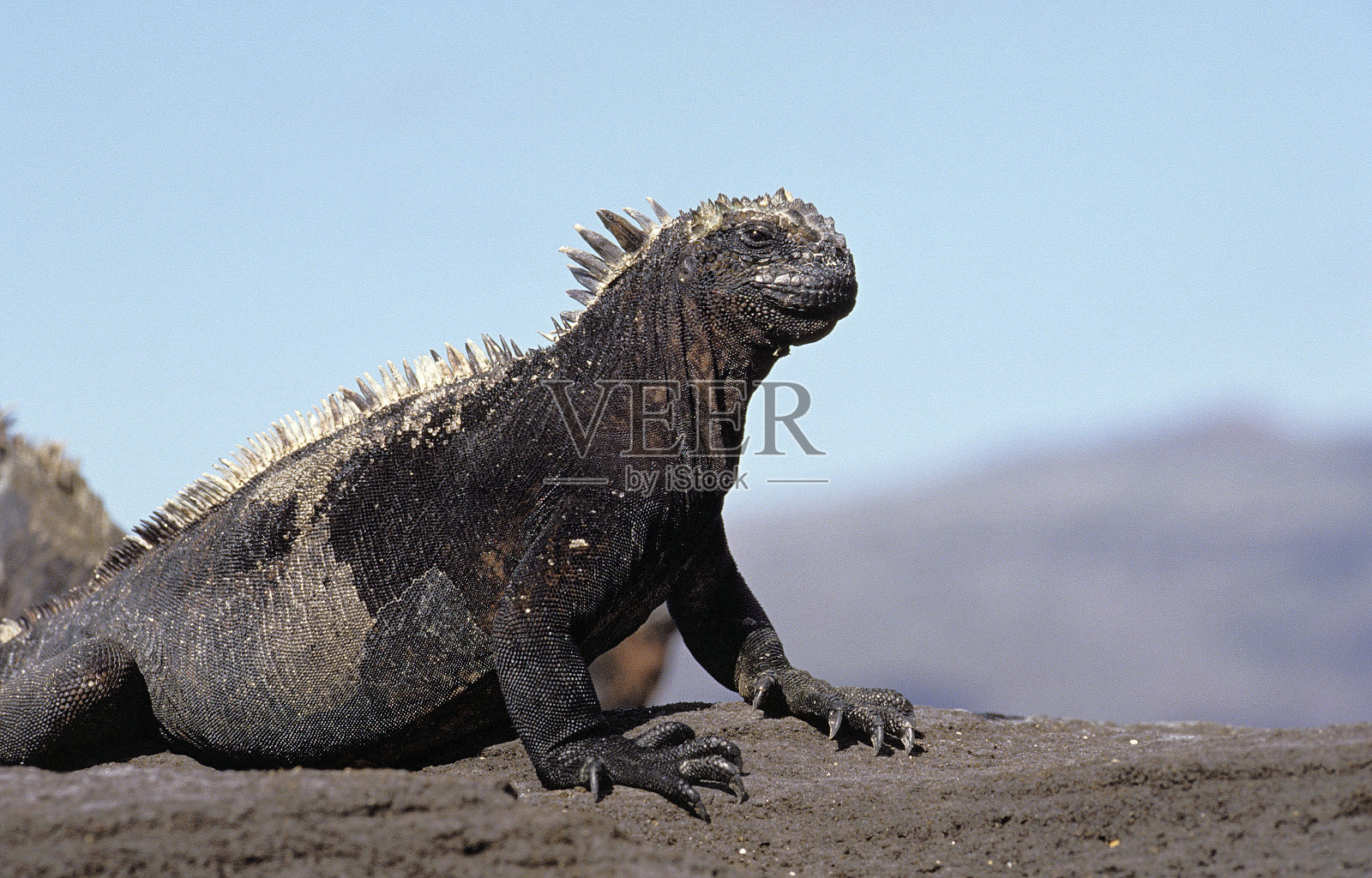 加拉帕戈斯群岛钝嘴鬣蜥，成年站在岩石上，加拉帕戈斯群岛照片摄影图片
