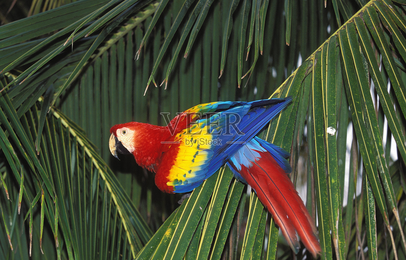 澳门红金刚鹦鹉，成人照片摄影图片