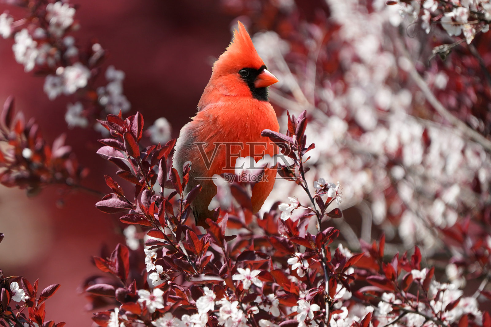 开花灌木中的雄性北方红衣凤头鸟照片摄影图片
