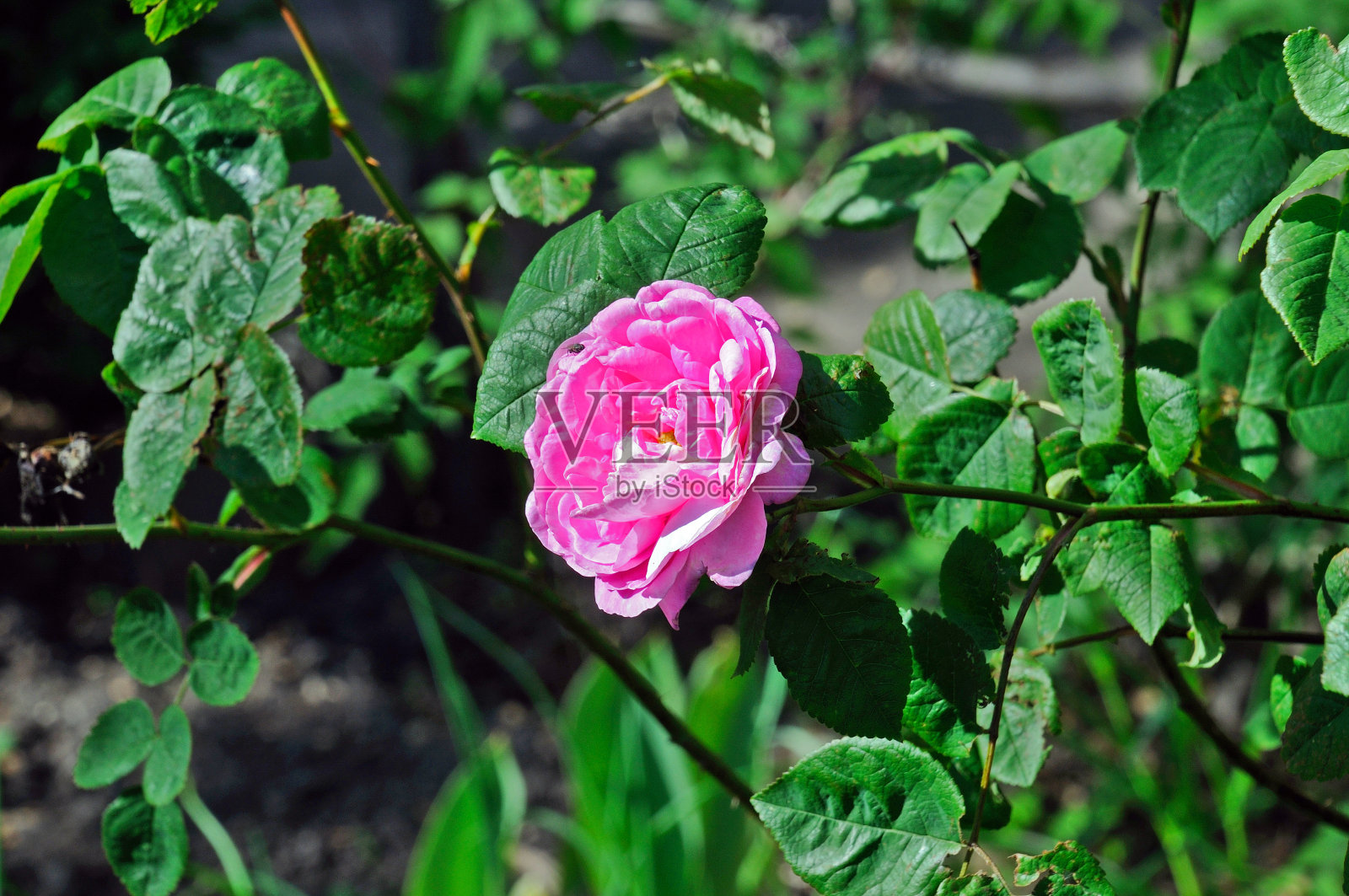 粉红色的茶在灌木上盛开照片摄影图片