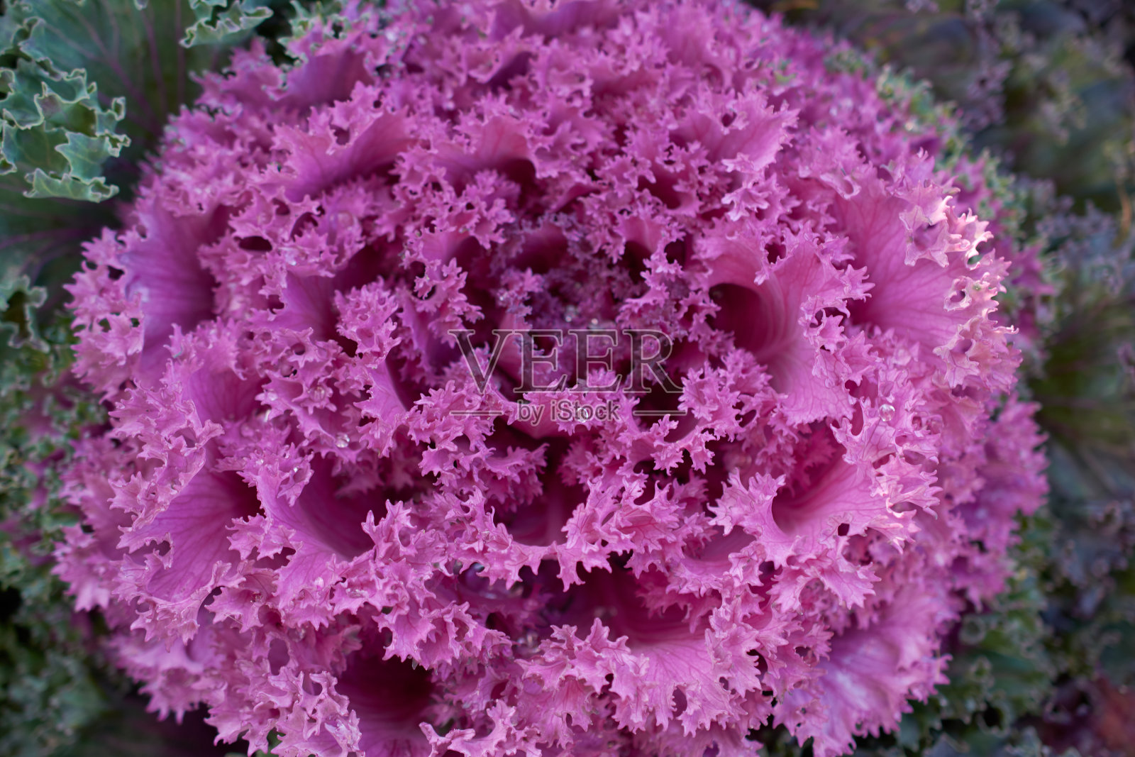 装饰成分为鲜装饰甘蓝，品种京都紫卷叶，秋季花束。秋季植物园中的五彩装饰卷心菜。照片摄影图片