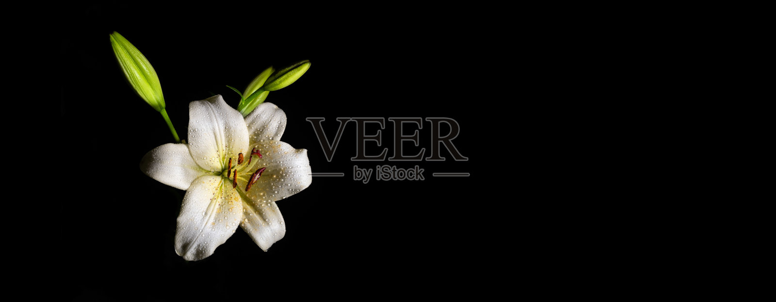 湿白百合花孤立在黑色与露珠-狭窄的旗帜与拷贝空间照片摄影图片