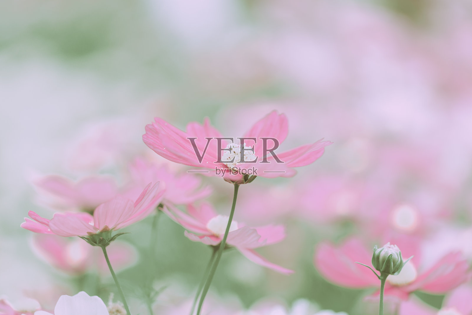 日本复古风格的雏菊花照片摄影图片