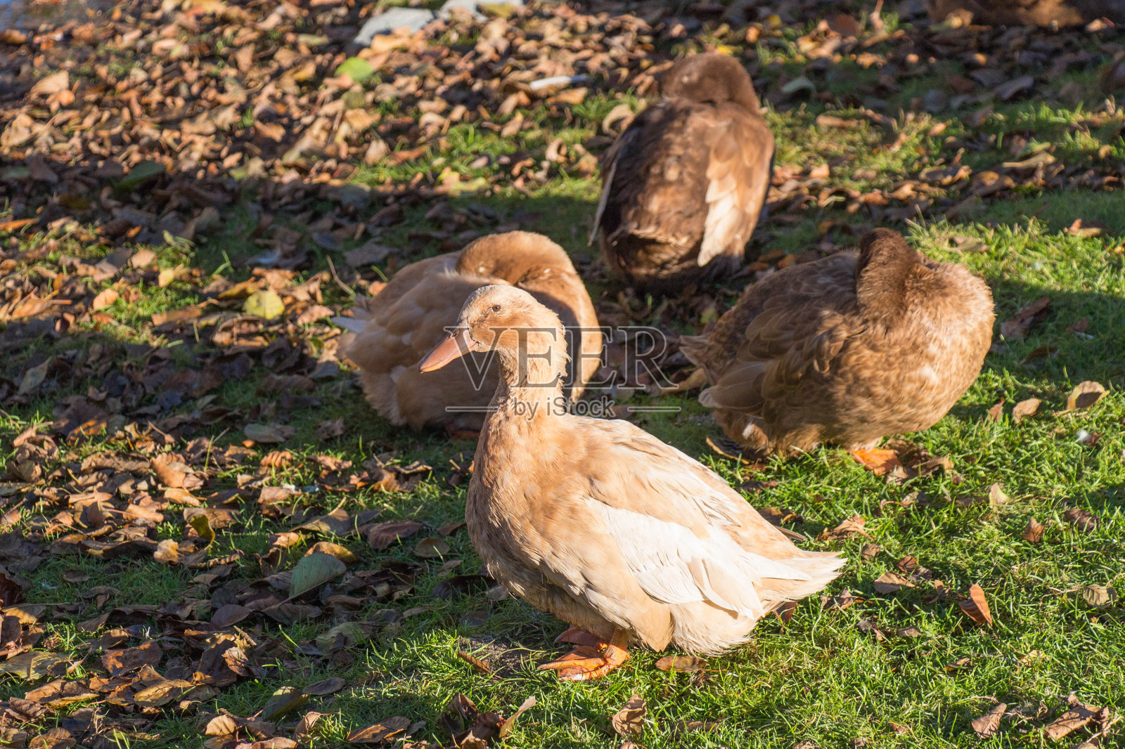 瑞典的黄色鸭子在一个阳光明媚的日子。照片摄影图片