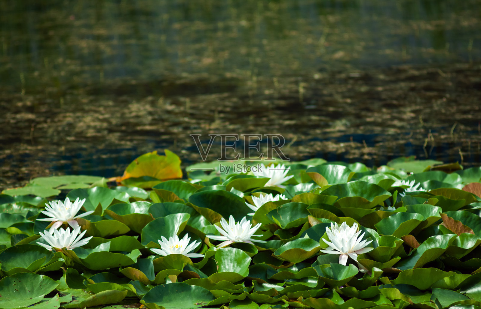 在阳光明媚的日子里，湖面上有白色和黄色的睡莲。乌克兰基辅照片摄影图片