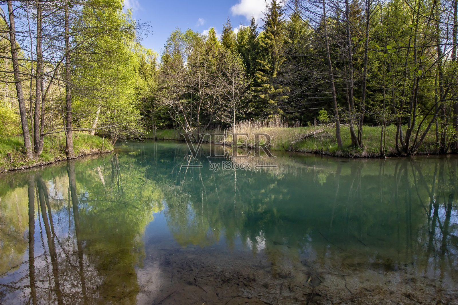 美丽的森林湖在一个阳光明媚的夏日。照片摄影图片