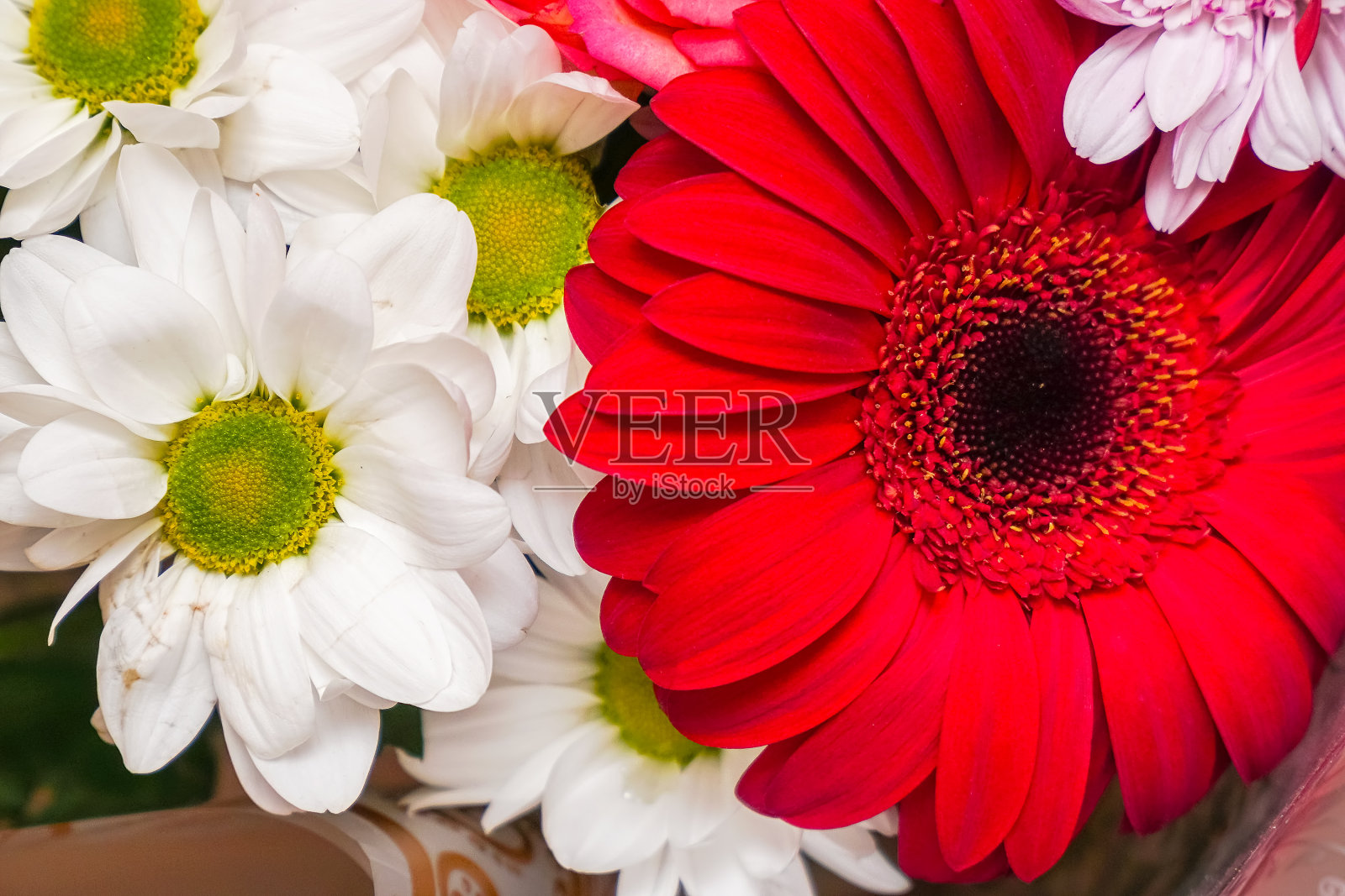 一束美丽的红色非洲菊和白色菊花照片摄影图片