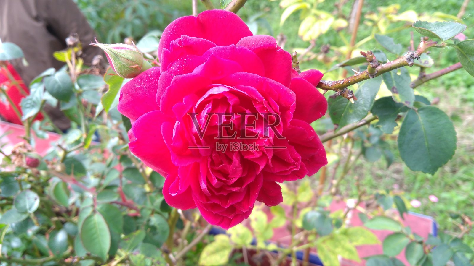 红玫瑰照片摄影图片