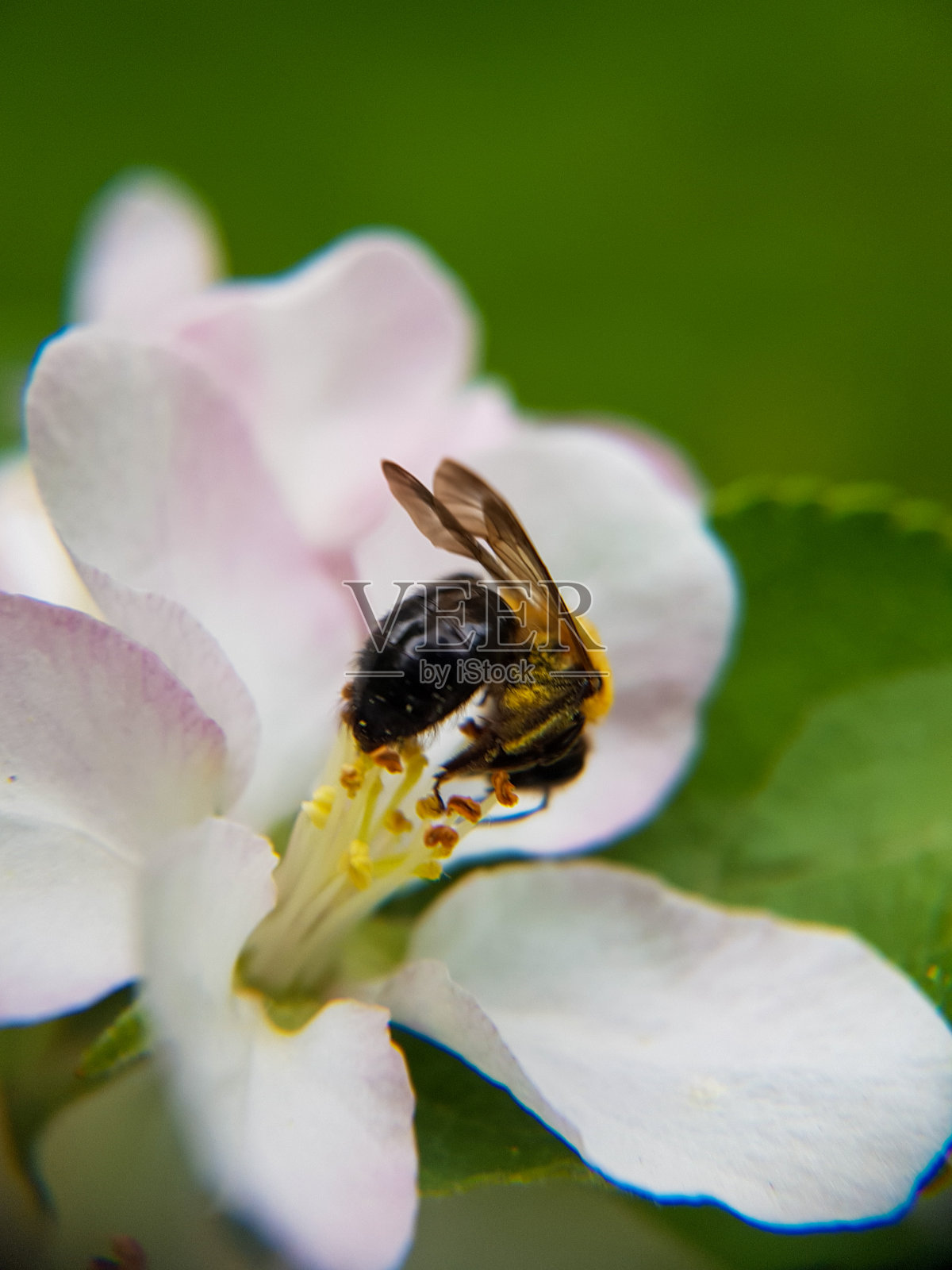蜜蜂在花上的微距照片。特写镜头照片摄影图片
