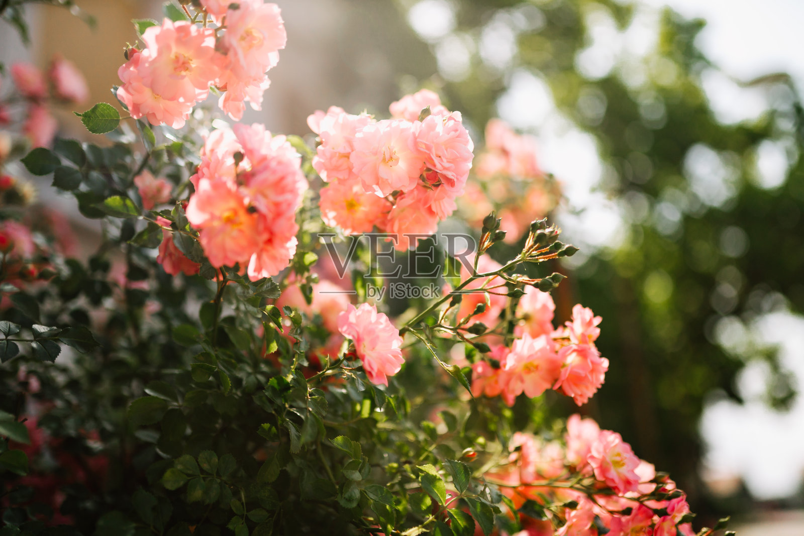 花园里的花和灌木的照片照片摄影图片