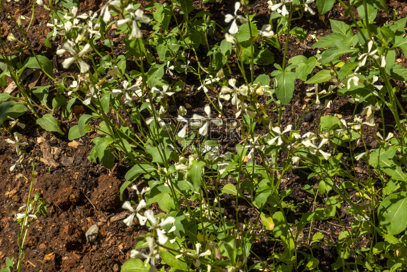 芝麻、蚕豆花照片摄影图片