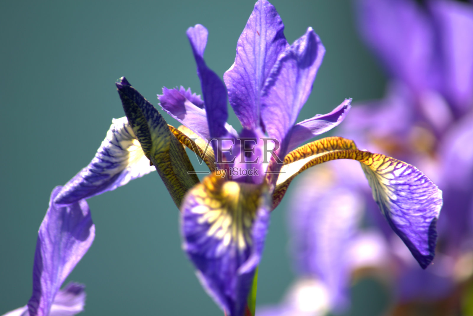西伯利亚鸢尾花，一个自然的背景图像。照片摄影图片
