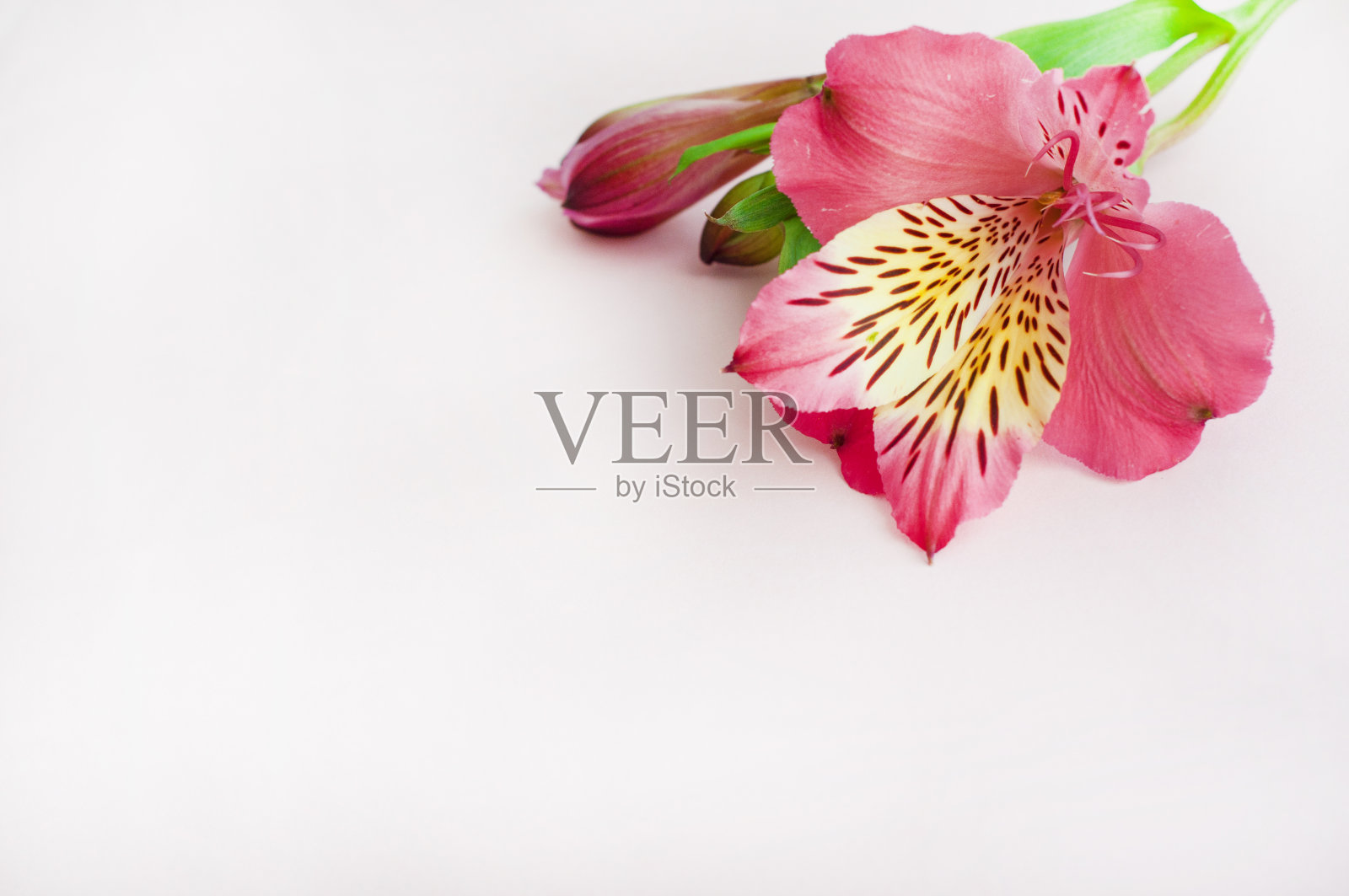 Alstroemeria花。白色背景上的粉红色花朵。秘鲁莉莉。照片摄影图片