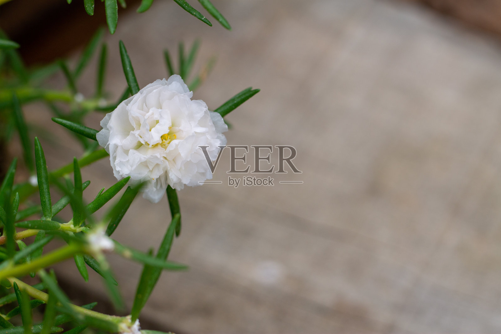 白花马齿苋花在花园里照片摄影图片