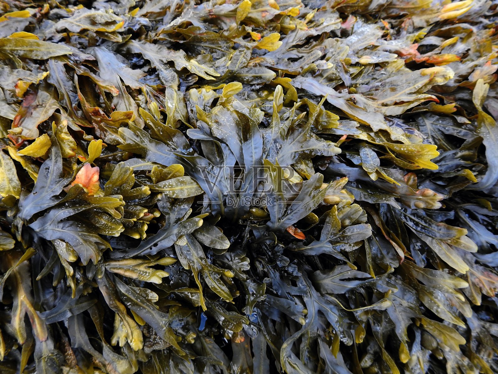 海藻照片摄影图片
