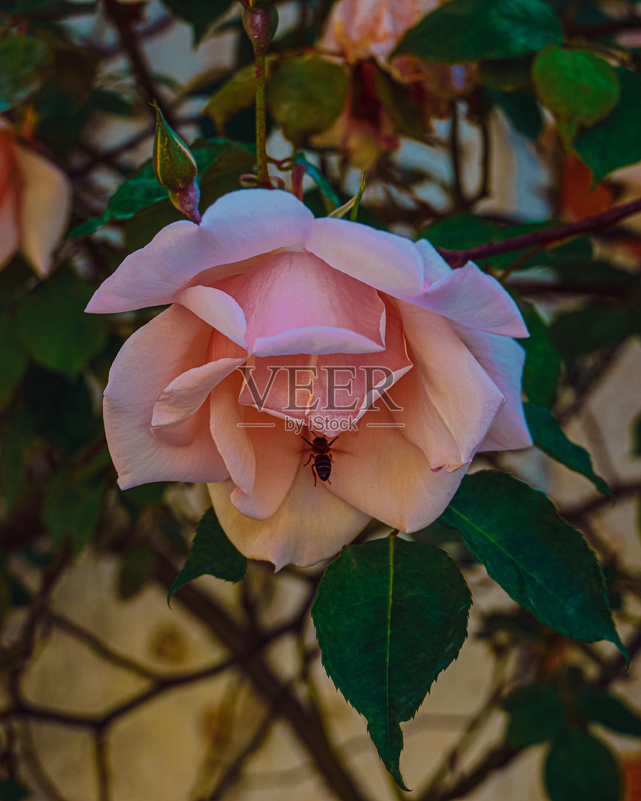 粉色玫瑰。一个花头和一只蜜蜂坐在花瓣上的特写。葡萄牙里斯本花园。照片摄影图片