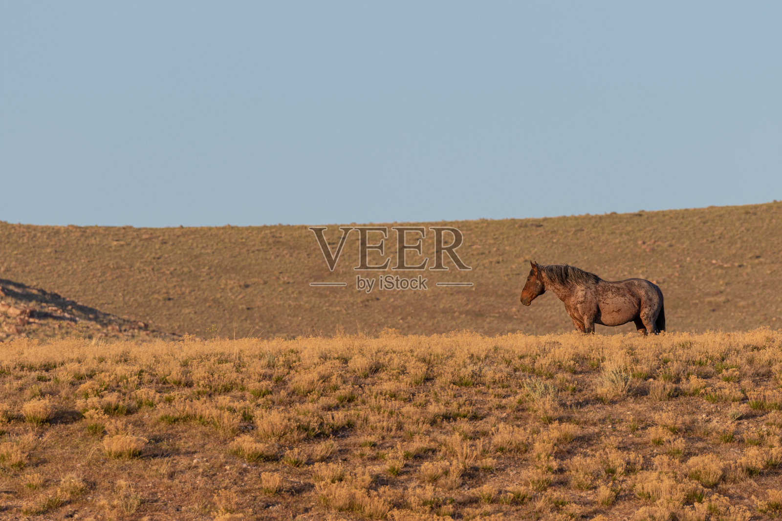 犹他州的野马照片摄影图片