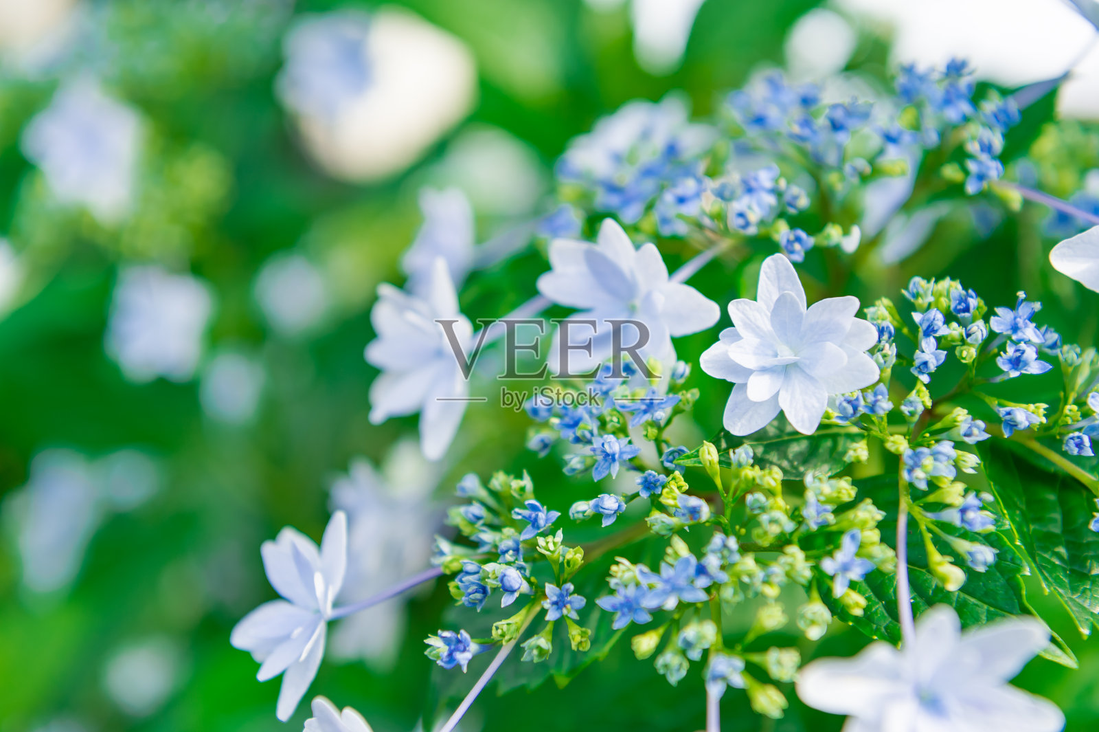 绣球花盛开的东京照片摄影图片