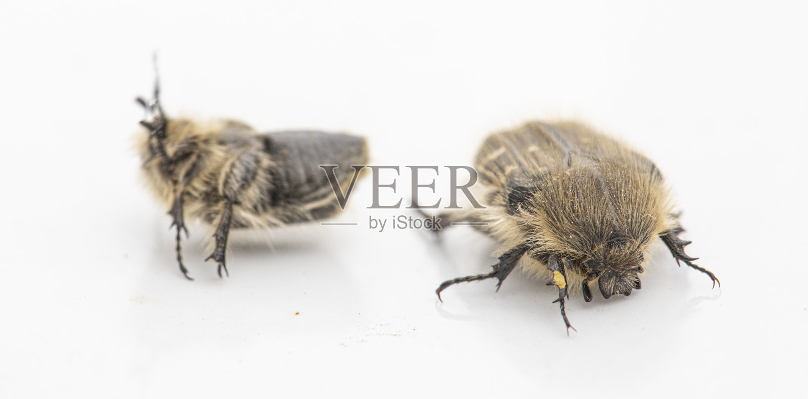 Tropinota hirta害虫吃水果树的花。照片摄影图片