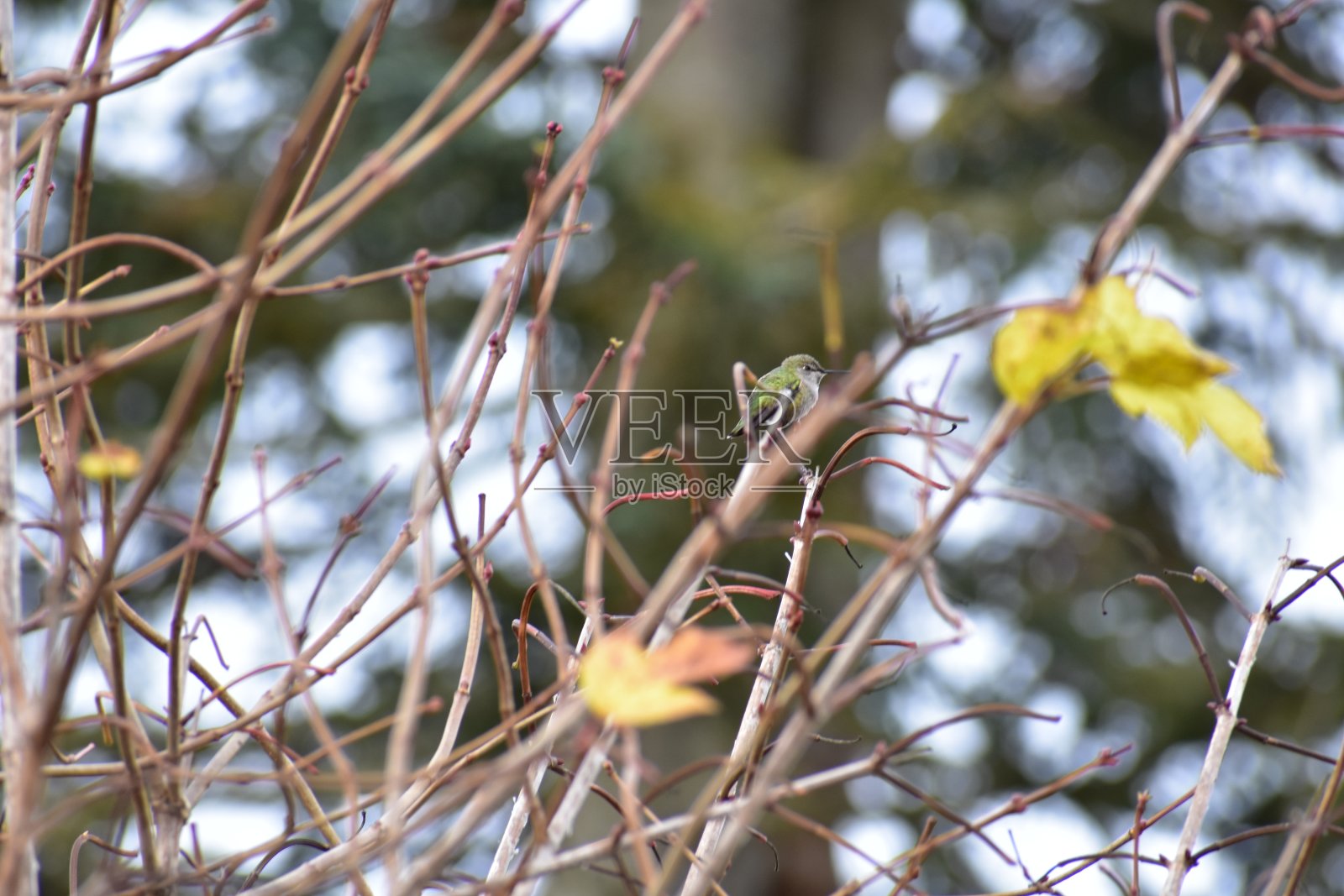 蜂鸟照片摄影图片