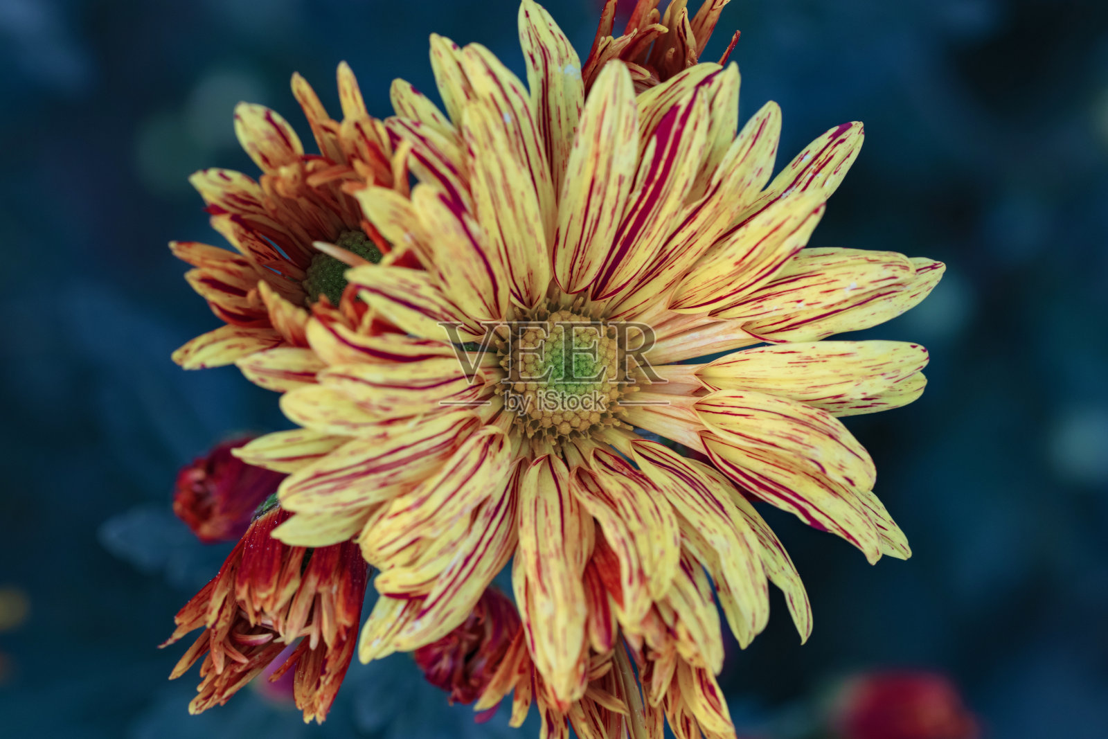 美丽的黄色菊花特写照片摄影图片