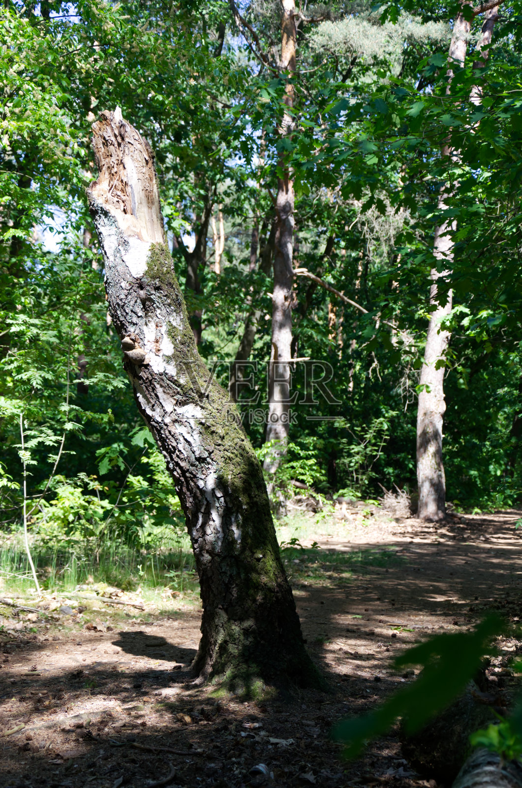 穿过森林的小路照片摄影图片