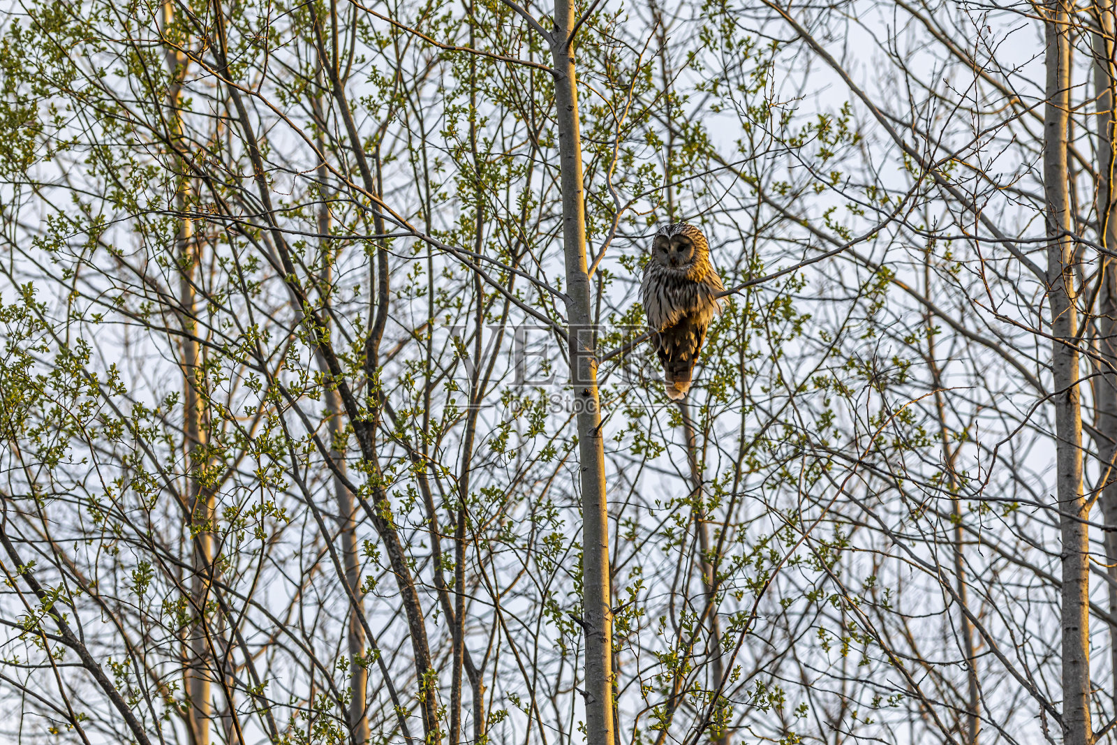 乌拉尔猫头鹰照片摄影图片