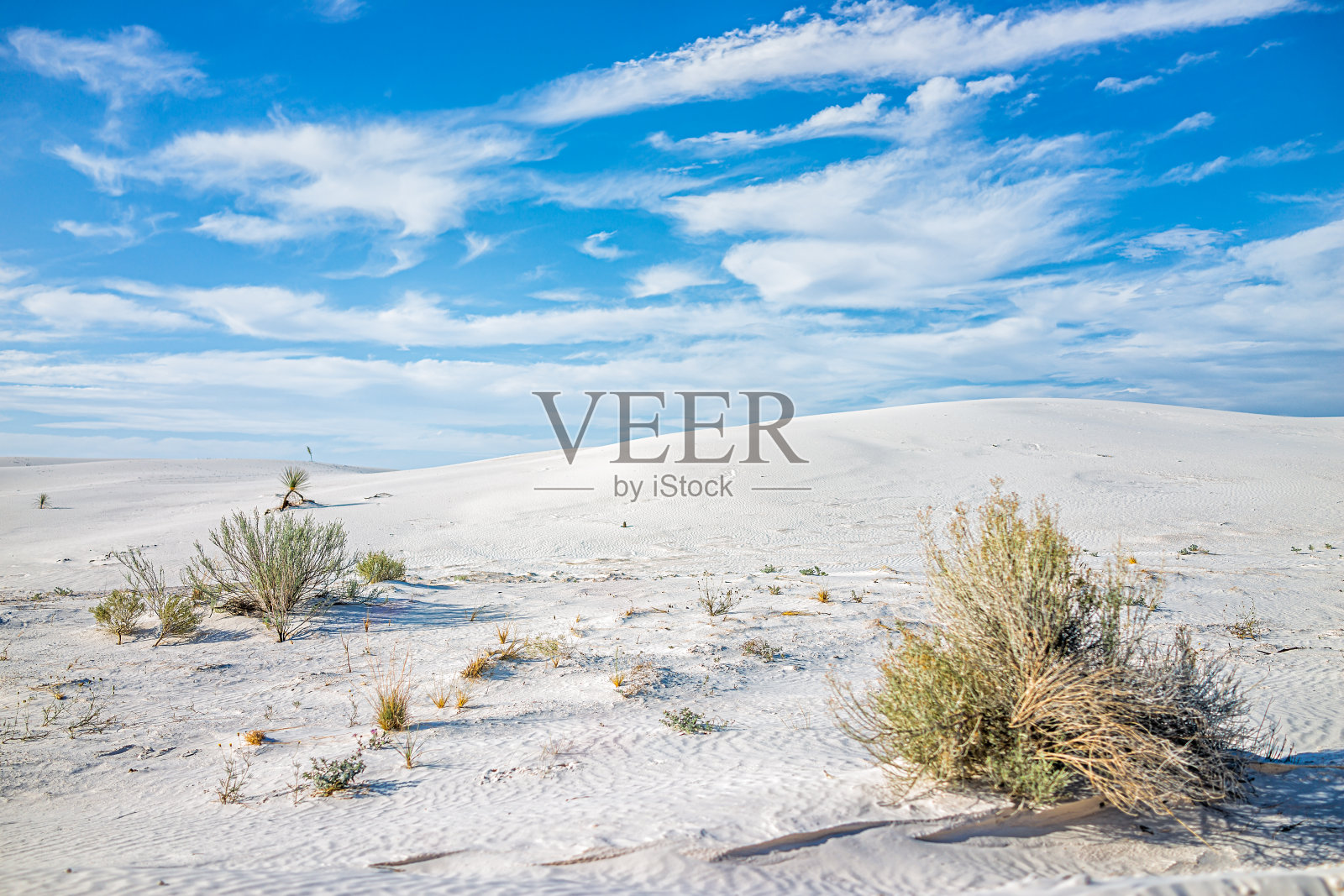 植物灌木在白沙沙丘国家纪念碑在阿拉马戈多，新墨西哥州与蓝天和云在晴天照片摄影图片