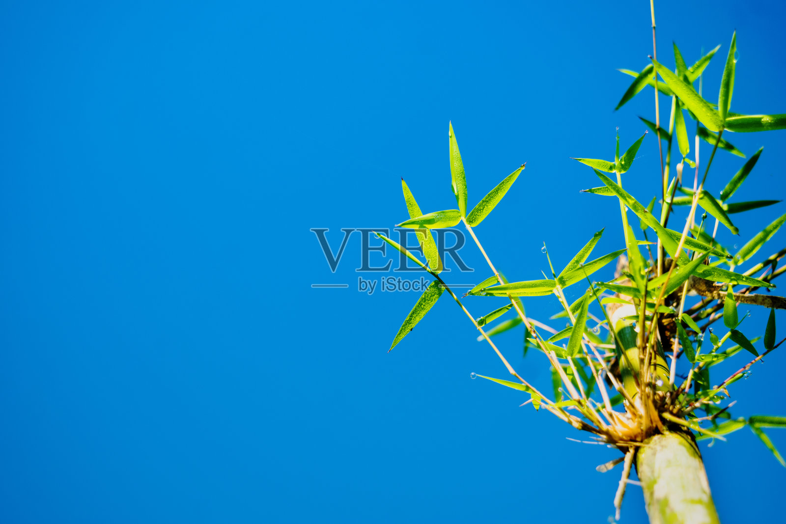 绿竹叶照片摄影图片