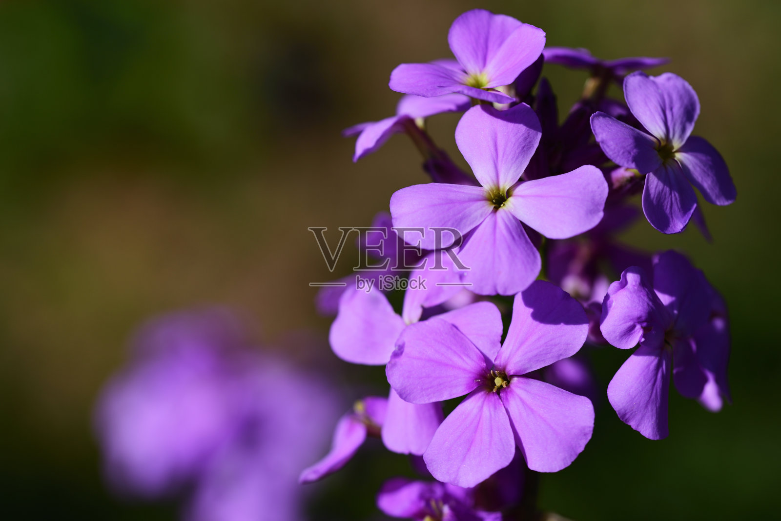 在花园里的绿色背景下，一个紫色的盛开的夜晚小瓶的特写照片摄影图片