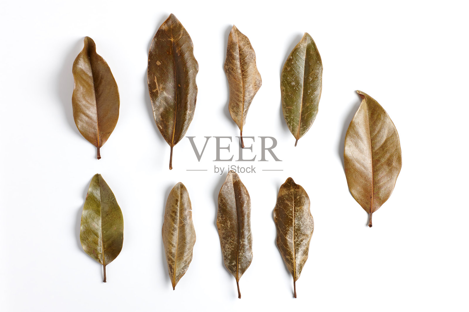 干田花孤立的白色背景与真实的影子。照片摄影图片