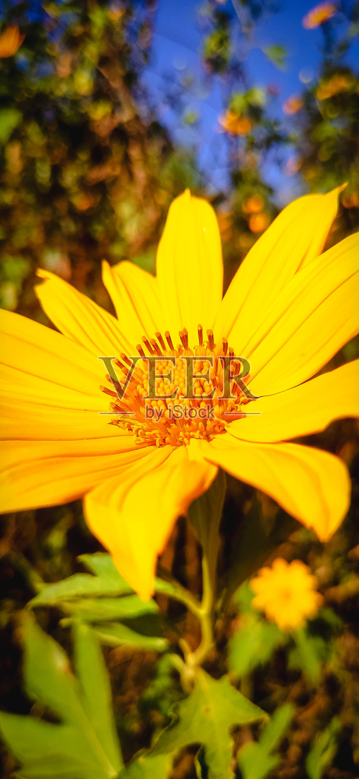 美丽的黄色金盏花在春天照片摄影图片