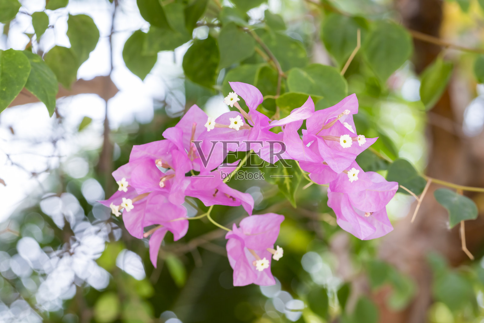 叶子花属的花照片摄影图片