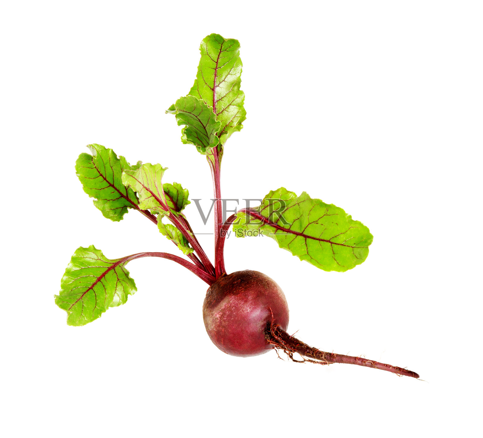 带有叶子的甜菜根，在白色背景上分离的新鲜整根甜菜照片摄影图片