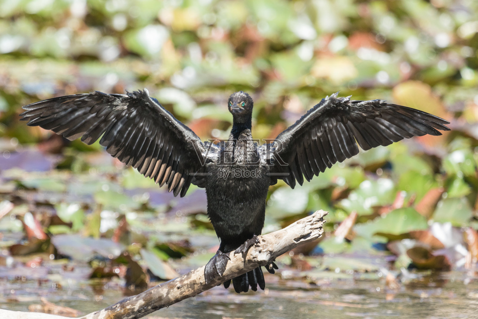 小黑鸬鹚/长毛-长喙鸬鹚照片摄影图片