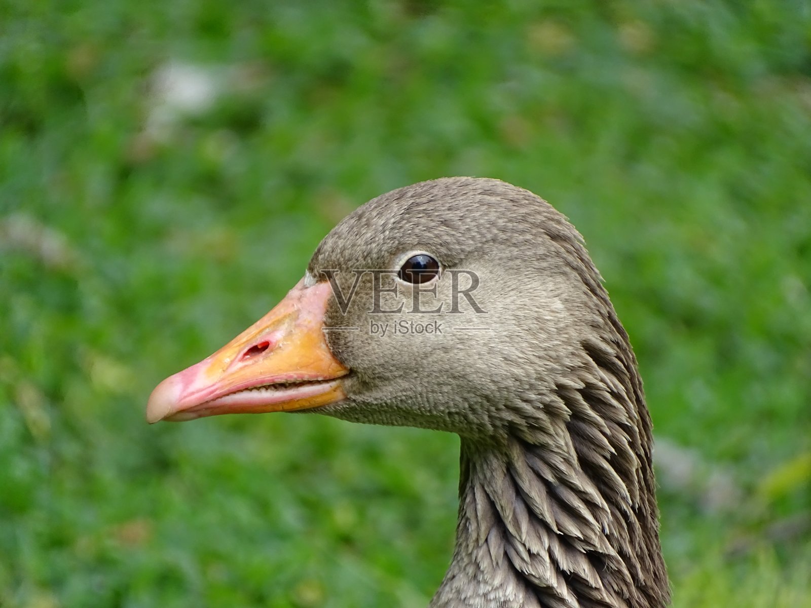 灰雁照片摄影图片