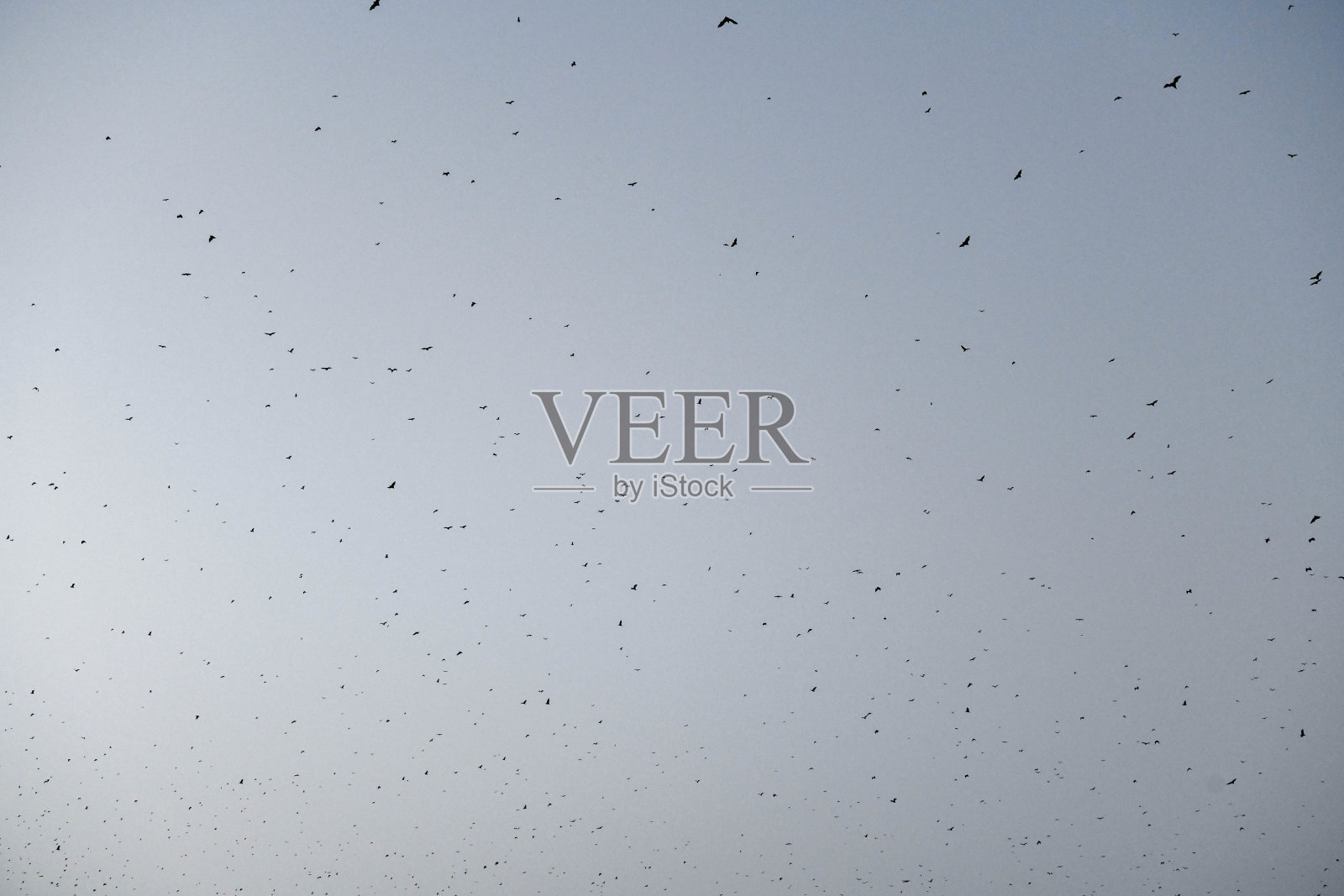 日落后，蝙蝠在Kpalimé的天空中飞翔。照片摄影图片