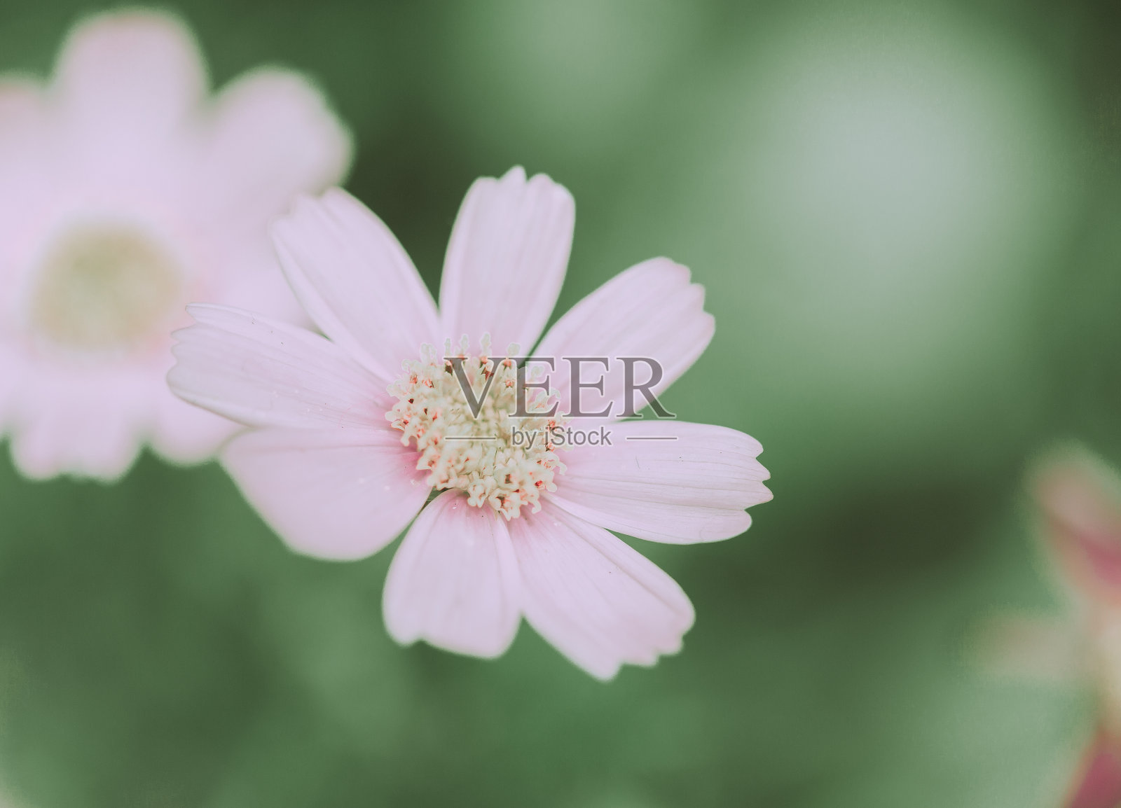 日本复古风格的雏菊花照片摄影图片