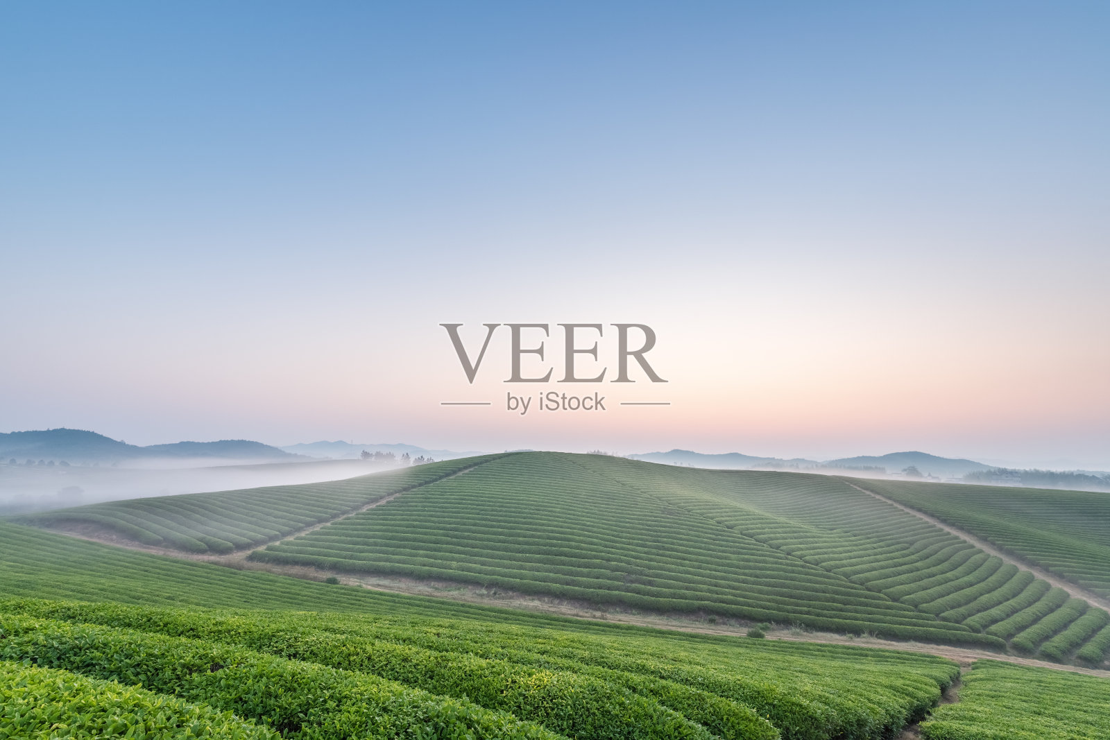 黎明时分的茶园景观照片摄影图片