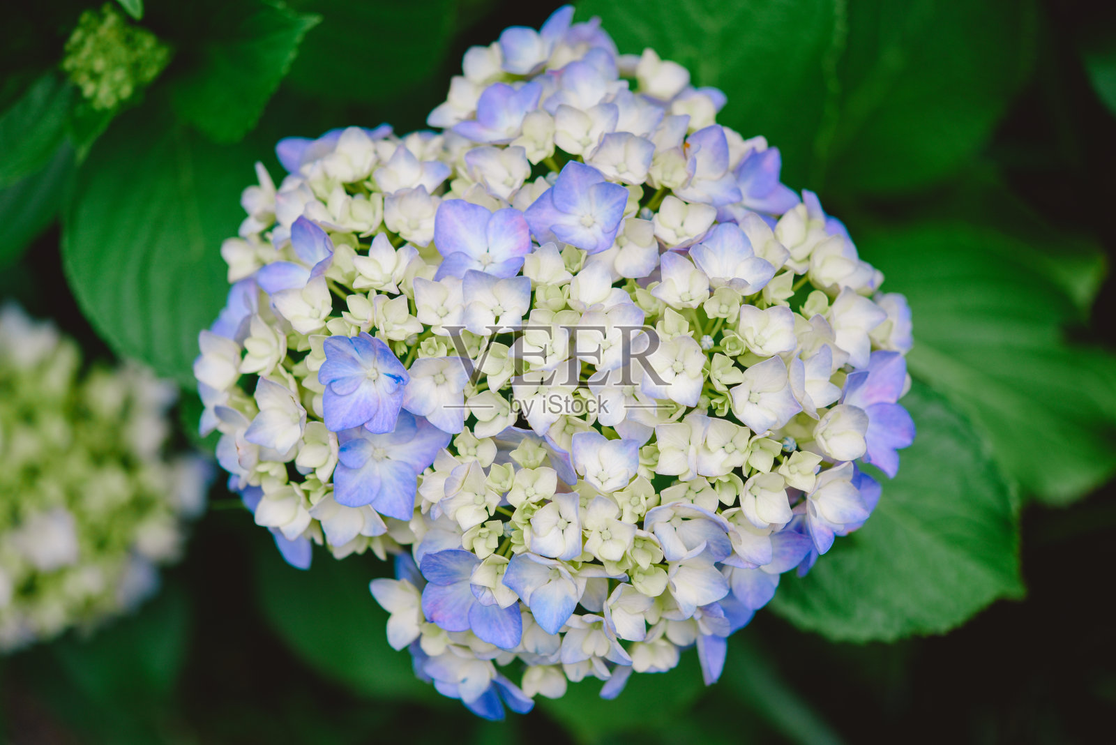 绣球花照片摄影图片