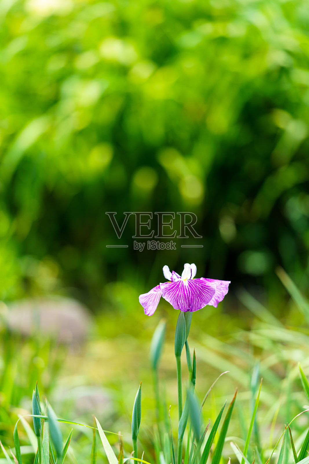 日本鸢尾花在绿色的背景照片摄影图片