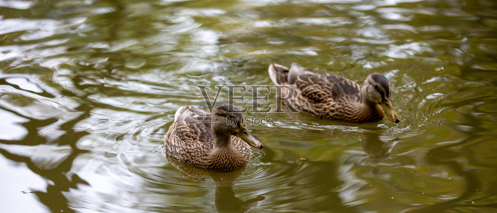 池塘上的野鸭照片摄影图片