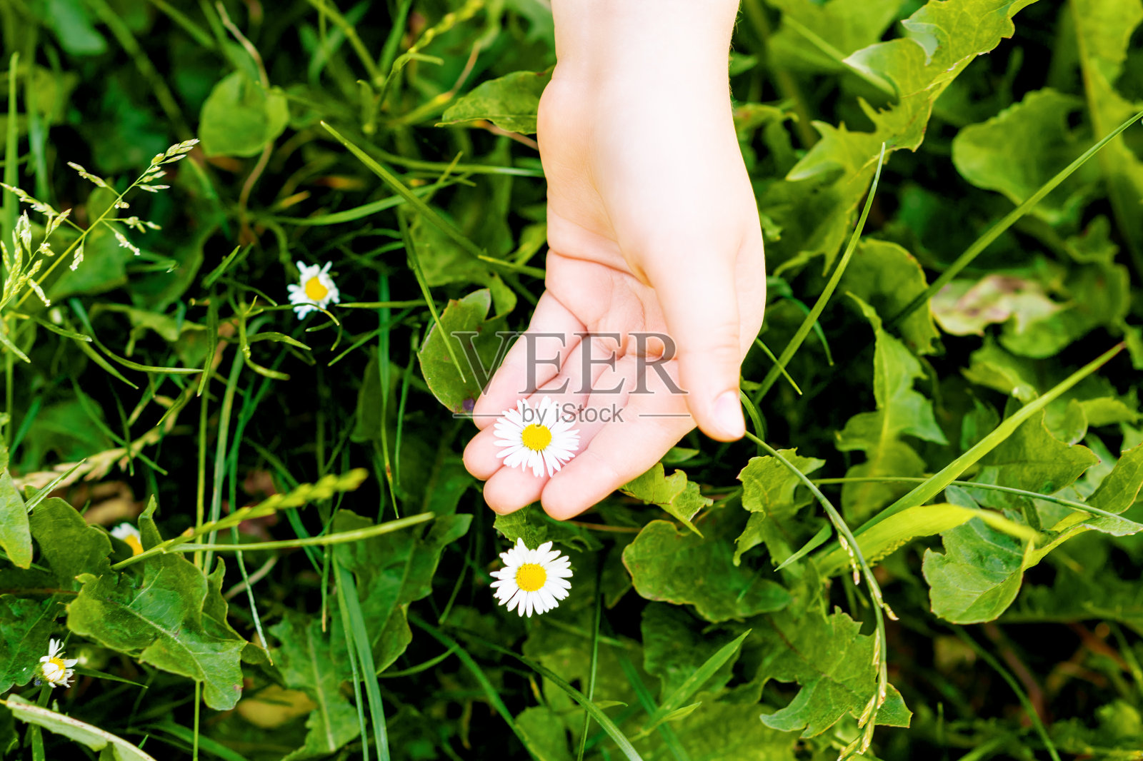 孩子手掌上的白色雏菊。照片摄影图片
