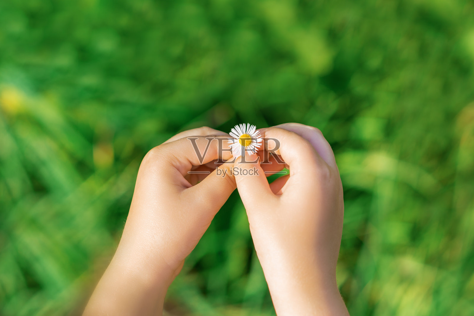 孩子手里拿着一朵白色的雏菊。照片摄影图片