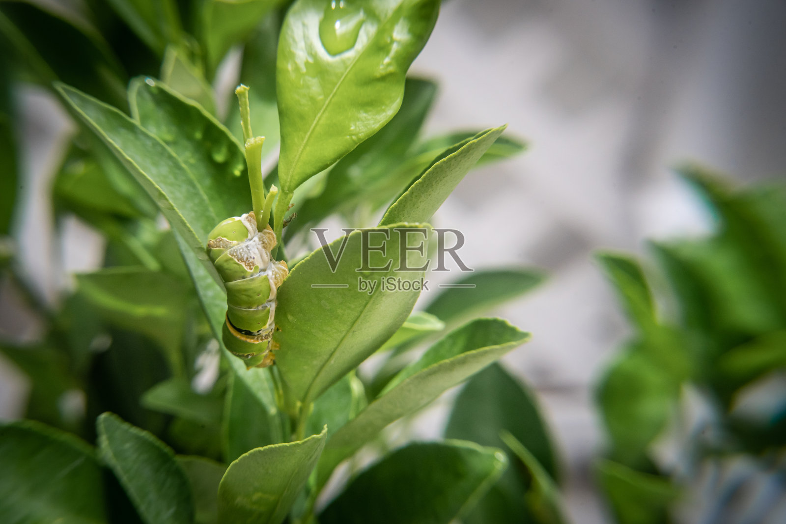 特写:绿色蠕虫或毛毛虫蠕虫或水蚤蠕虫在绿色的叶子上缓慢地吃着和移动。照片摄影图片