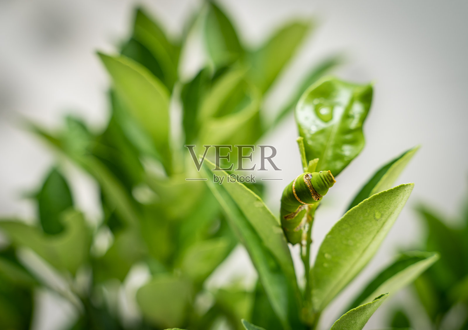 特写:绿色蠕虫或毛毛虫蠕虫或水蚤蠕虫在绿色的叶子上缓慢地吃着和移动。照片摄影图片