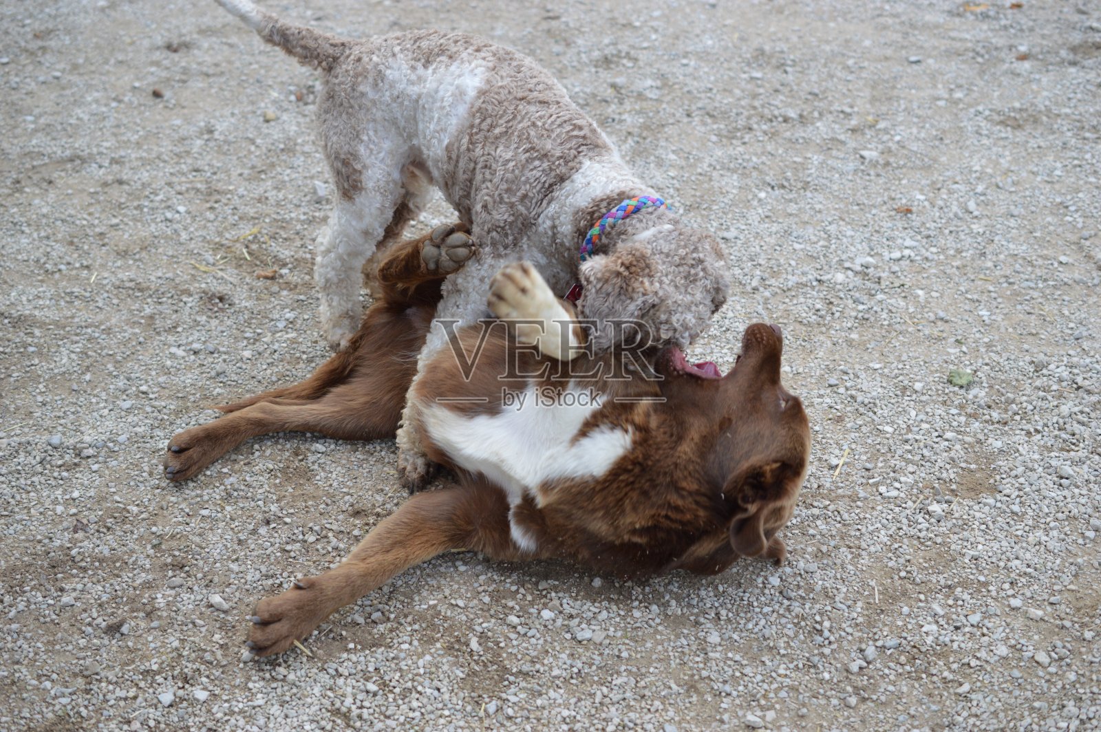 玩狗照片摄影图片