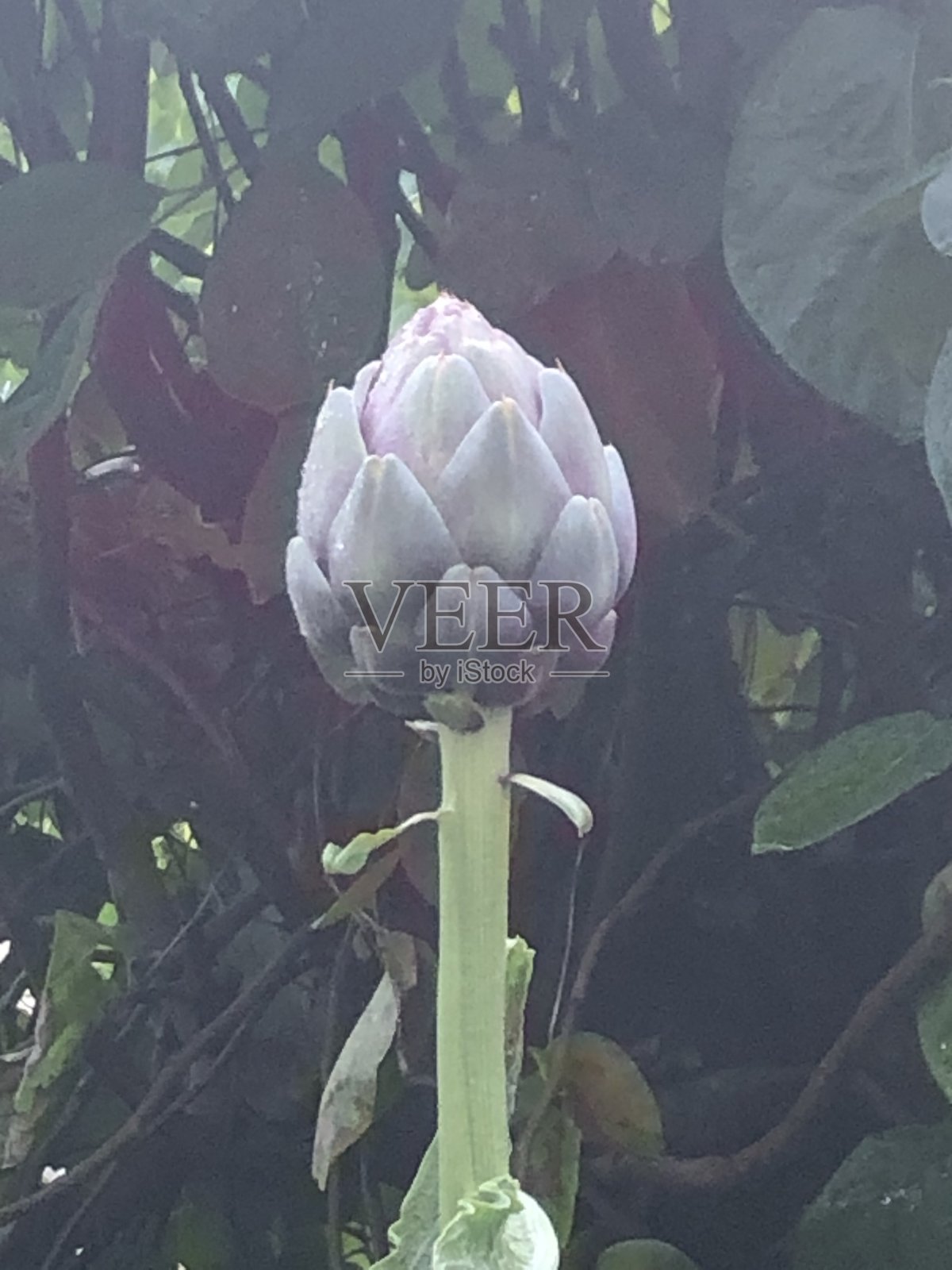 脚上有紫色的朝鲜蓟照片摄影图片