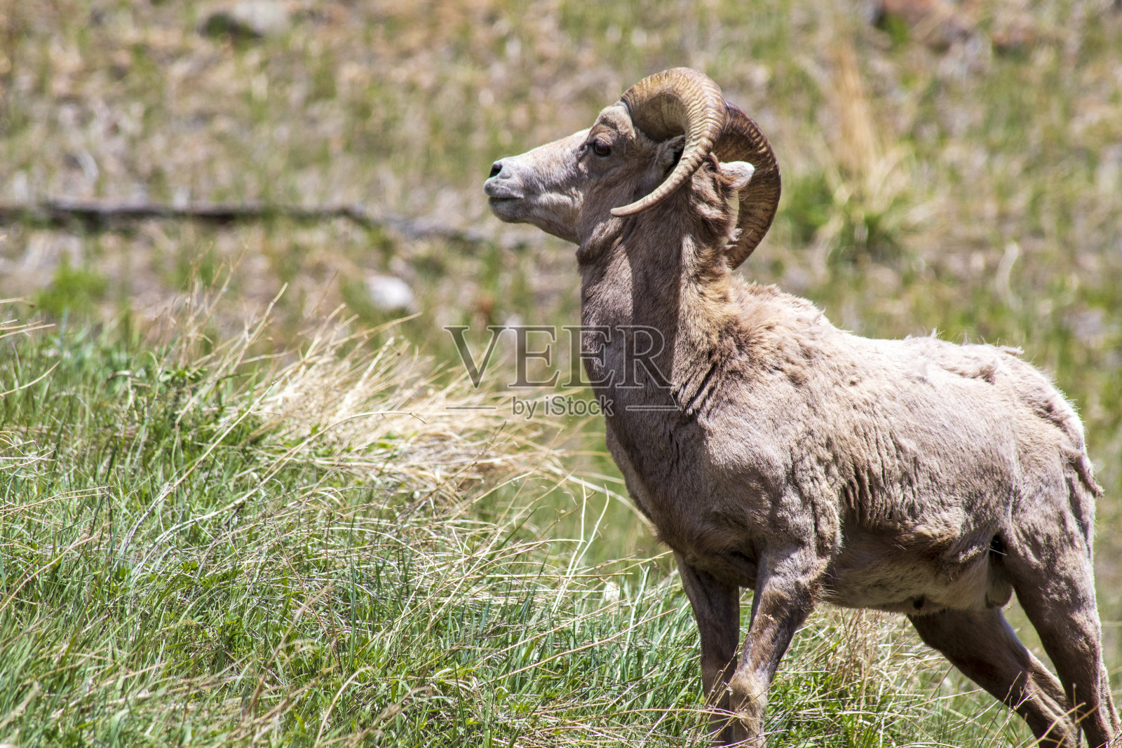 大角羊侧视图照片摄影图片