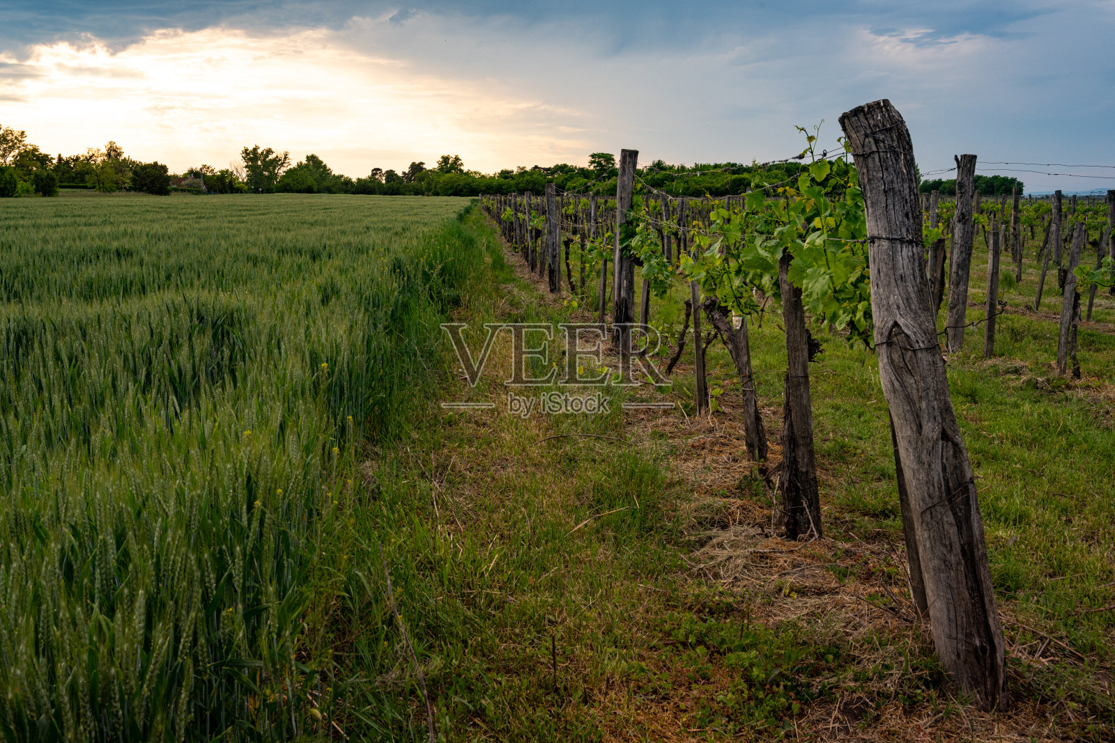 欧洲匈牙利的葡萄园，五月的一个夏日午后照片摄影图片